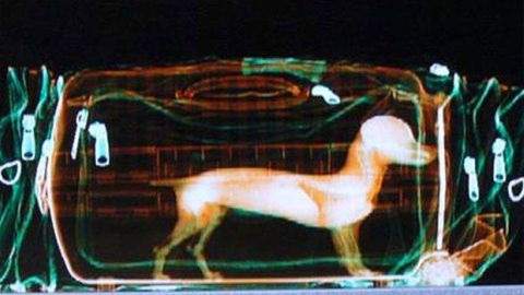 《人們想走私上飛機的怪東西》不得不說有些還挺聰明的 《人們想走私上飛機的怪東西》不得不說有些還挺聰明的