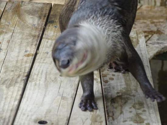 《動物鑽頭》可別以為只有柴柴會使出頭鑽啊(高速旋轉) 《動物鑽頭》可別以為只有柴柴會使出頭鑽啊(高速旋轉)
