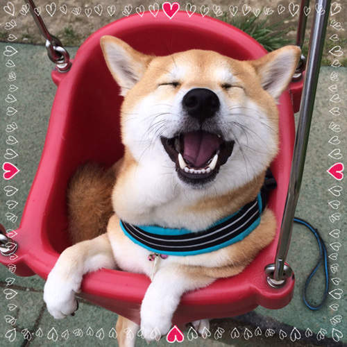 《在公園玩的柴犬》各種遊樂設施我都要玩一次～