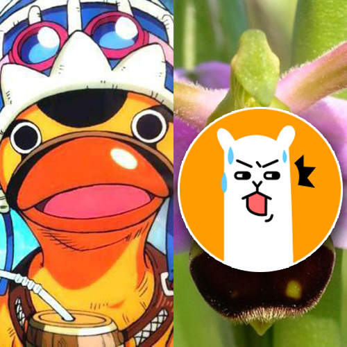 《蜜蜂蘭花》這也長的太像海賊王的跑得快了吧 《蜜蜂蘭花》這也長的太像海賊王的跑得快了吧