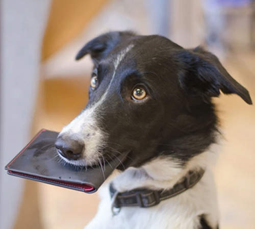 《Woolet 防盜皮夾》終於找到偷皮夾的犯人了（抓）