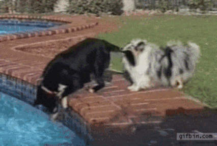 《互相幫忙的小動物》朋友有難就是要互相幫忙