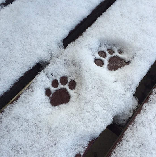 《雪中的腳印》只有腳印也能萌殺人啊～