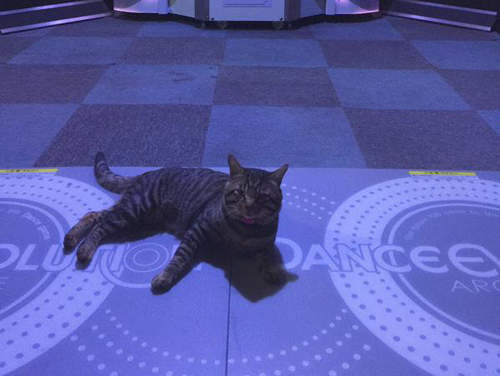 《電子遊樂場的店貓》被店長這樣盯著怎麼好意思玩跳舞機（恥）