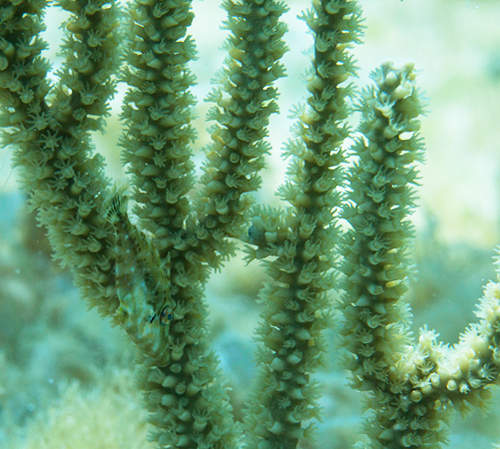 2秒消失《擬態魚》速度之快連科學家都看傻了