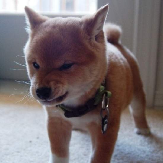 《讓毛小孩冷靜的辦法》只需要一條長毛巾就搞定