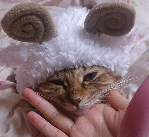 《最可愛羊年寵物》怎麼可以比羊羊本人還可愛( *´艸｀)