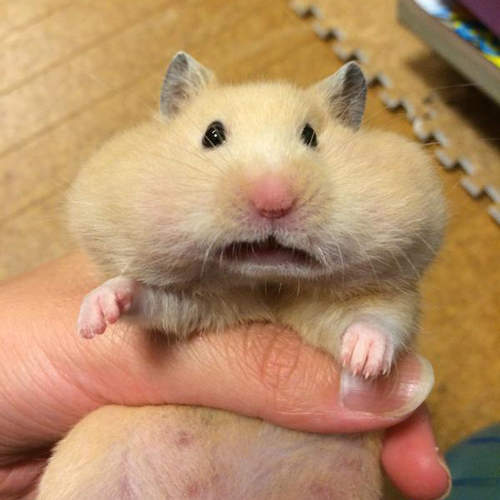 《全日本最醜倉鼠選拔》醜醜的模樣也一樣很萌啊♥