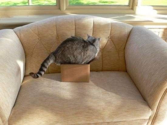 《28個奇妙的貓咪邏輯》讓你猜得透他就不叫貓了ww 《28個奇妙的貓咪邏輯》讓你猜得透他就不叫貓了ww