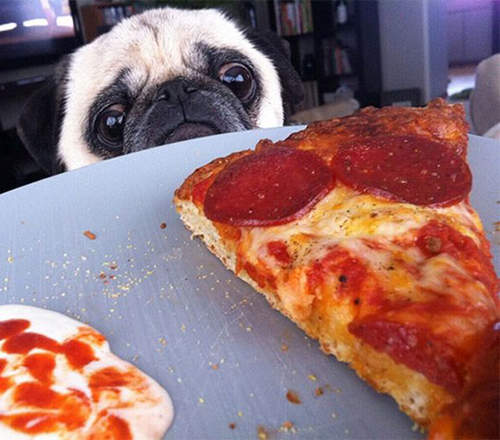 《貪吃巴哥犬》我這麼無辜你真的不分我一口嗎(癡望) 《貪吃巴哥犬》我這麼無辜你真的不分我一口嗎(癡望)