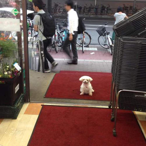 《店外等主人的狗狗》總是可愛到讓人忍不住靠近啊♥ 《店外等主人的狗狗》總是可愛到讓人忍不住靠近啊♥