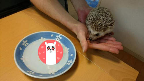 《刺蝟包》這不就是玉兔包長刺嗎？（壞