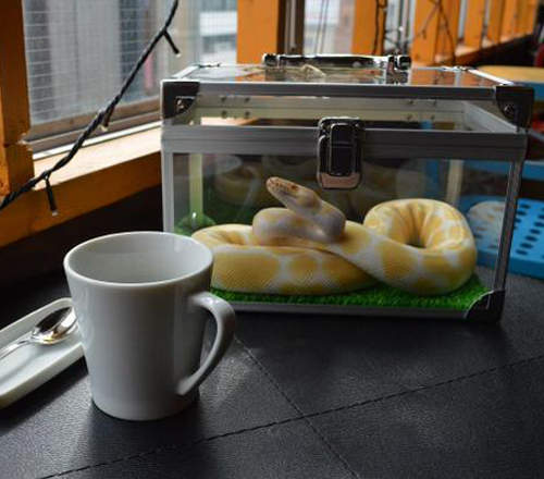 日本《蛇咖啡廳》可以邊玩蛇邊下午茶的新療癒空間