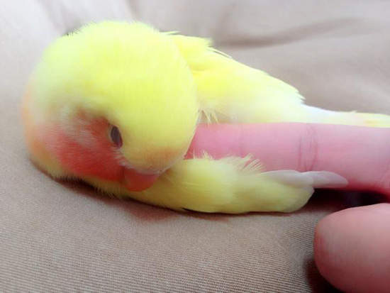 《鸚鵡瓜子山》毫無反應 就是一隻賣萌的鸚鵡