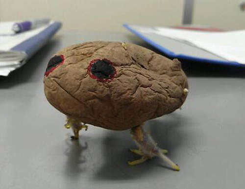 閱覽注意級《馬鈴薯》放置不管會變怪物!? 閱覽注意級《馬鈴薯》放置不管會變怪物!?