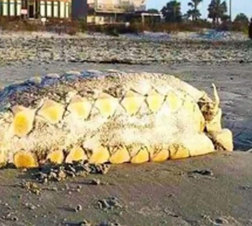 好可怕系列《未知的 9 個神秘生物》全都是在海岸邊被發現的