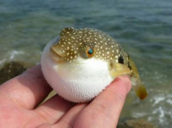 冷知識《最嚴重可致死的食物》我還真的不知道常吃的那個會致命啊… 冷知識《最嚴重可致死的食物》我還真的不知道常吃的那個會致命啊…