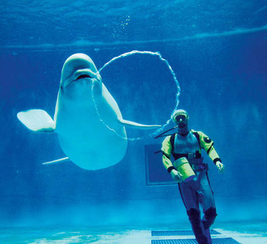 《吐泡泡的白鯨》真的是喜歡引人注目呢~❤ 《吐泡泡的白鯨》真的是喜歡引人注目呢~❤