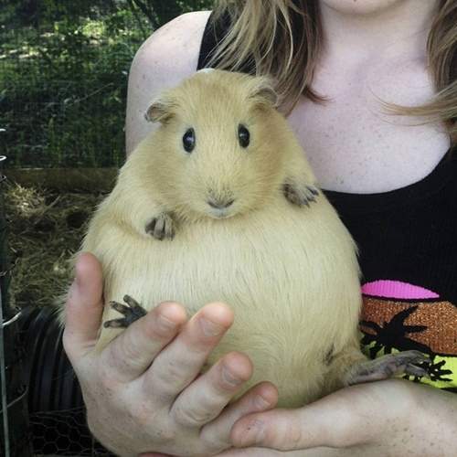 《孕育生命的動物》沒有什麼美比母愛更美 《孕育生命的動物》沒有什麼美比母愛更美