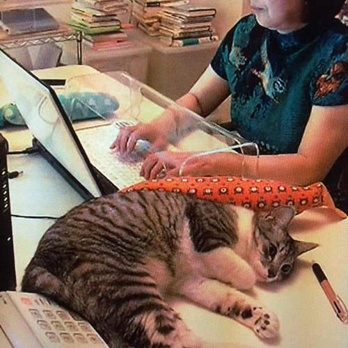 當貓咪碰上《防貓鍵盤罩》這就叫上有政策下有對策吧ww