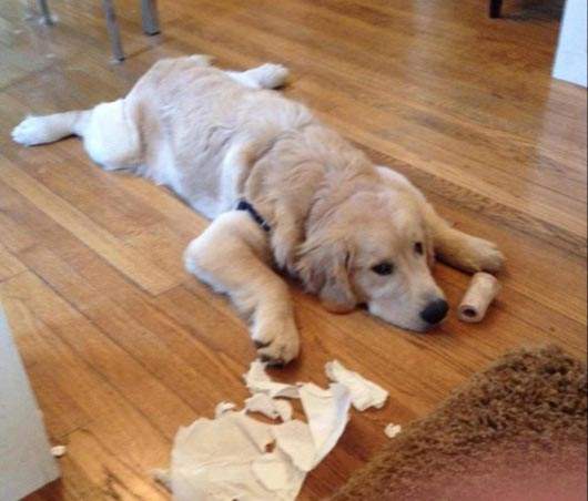 逮捕《現行犯狗狗》還知道自己做錯事了啊? 逮捕《現行犯狗狗》還知道自己做錯事了啊?