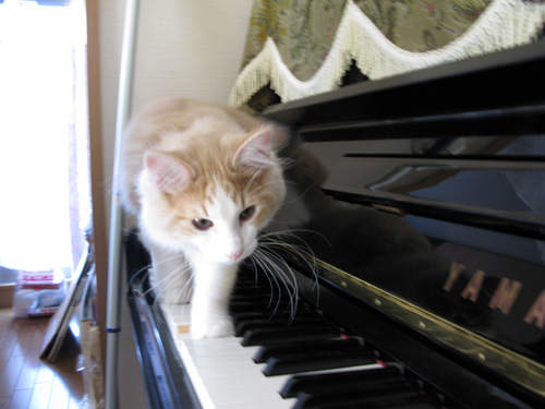 《貓與鋼琴》瞬間看見了白富美的高格調~ 《貓與鋼琴》瞬間看見了白富美的高格調~