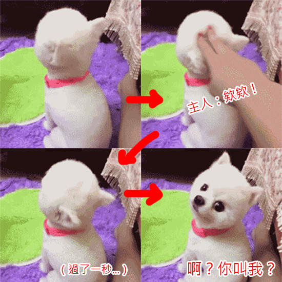 《貓貓狗狗反應慢半拍》這應該不只半拍了....XDDD 《貓貓狗狗反應慢半拍》這應該不只半拍了....XDDD