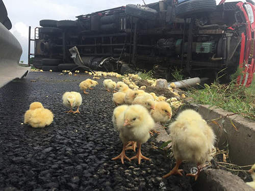 《最萌車禍現場》載滿小雞的貨車翻覆 不是自己的雞不要帶回家啊... 《最萌車禍現場》載滿小雞的貨車翻覆 不是自己的雞不要帶回家啊...