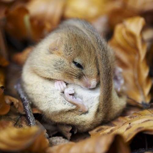 超萌的《睡鼠睡顏》看著看著突然好想睡唷（哈欠）