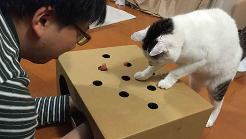 《貓咪打地鼠》開發起洞洞紙箱~人人都可以玩打地鼠啦