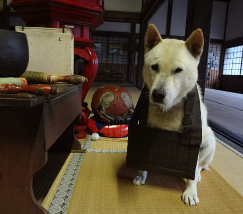 日本《狗狗住持》雖然可愛但小心住持會咬人喔wwww 日本《狗狗住持》雖然可愛但小心住持會咬人喔wwww