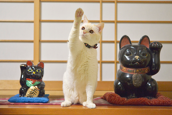 9月29日《招財貓日》你家貓咪今天也為你帶來好運了嗎？（伸手）