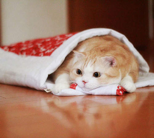 《貓咪專用棉被》爆誕 讓貓老大也可以塞在被窩裡溫暖過冬♥ 《貓咪專用棉被》爆誕 讓貓老大也可以塞在被窩裡溫暖過冬♥