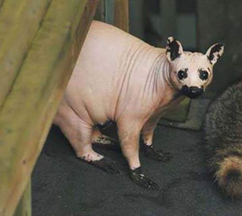 好可怕系列《動物掉毛了》未看先猜這隻是什麼(盯) 好可怕系列《動物掉毛了》未看先猜這隻是什麼(盯)