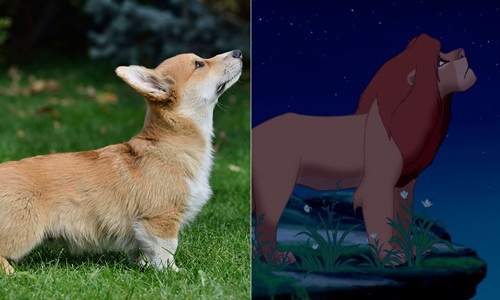 《柯基迪士尼》連官方都覺得不演迪士尼豪可惜阿