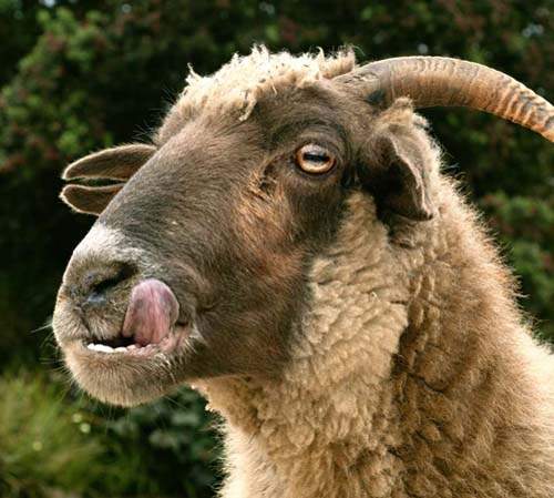 好可怕系列《驚悚的生物演化》五種素食動物開始嗜肉了 好可怕系列《驚悚的生物演化》五種素食動物開始嗜肉了