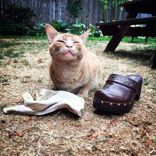 史上最萌小竊賊《Snorri Sturluson》主子愛亂叼東西貓奴只好來個失物招領 史上最萌小竊賊《Snorri Sturluson》主子愛亂叼東西貓奴只好來個失物招領