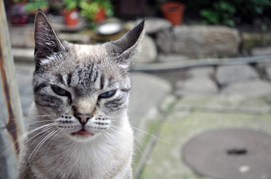 《貓的報復》區區人類也想跟貓大人作對? 《貓的報復》區區人類也想跟貓大人作對?