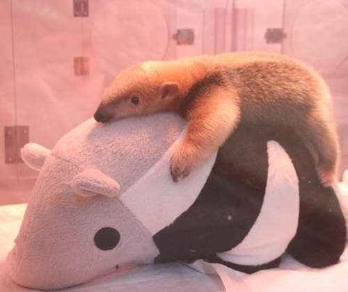 《小食蟻獸寶寶》超萌模樣公開　其實你才是絨毛娃娃吧♥