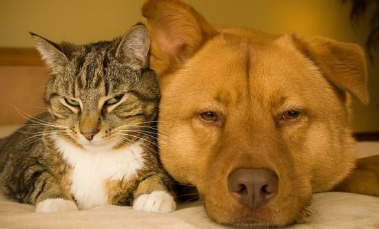 《貓狗不容》原本以為你們可以當朋友的說...