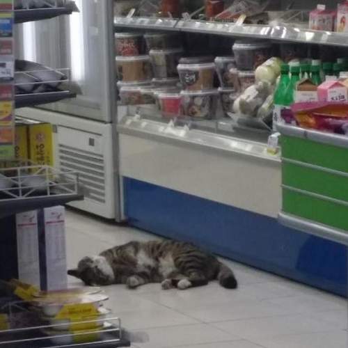 《便利商店的意外訪客》把我一起帶走吧喵