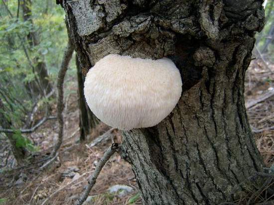 「兔子是從樹上長出來的」這種說法你相信嗎！？