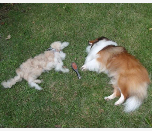 汪星人的《狗毛分身》剃下來的毛還真多種玩法啊www