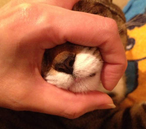 《貓咪謎樣行為》在貓咪面前用手指比一個OK之後會…？