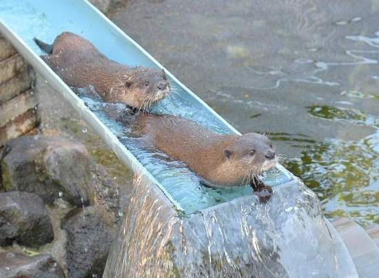 夏日風情《流水水獺》要不要玩滑水道全看牠們的心情♪ 夏日風情《流水水獺》要不要玩滑水道全看牠們的心情♪