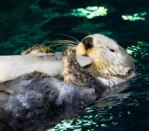《海獺吃冰塊》吃下冰塊後的表情也太可愛惹吧wwww
