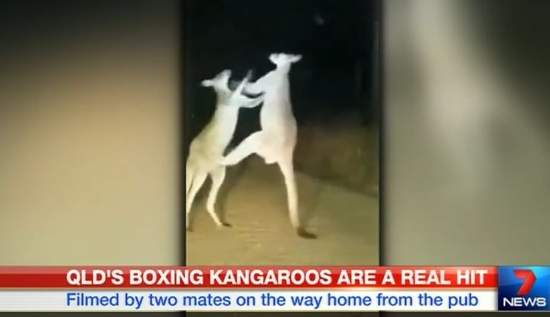 《澳洲日常》回家路上看到袋鼠在打架 《澳洲日常》回家路上看到袋鼠在打架