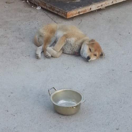 《賣火柴的小狗》咦?怎麼躺著躺著眼前就出現食物了 《賣火柴的小狗》咦?怎麼躺著躺著眼前就出現食物了