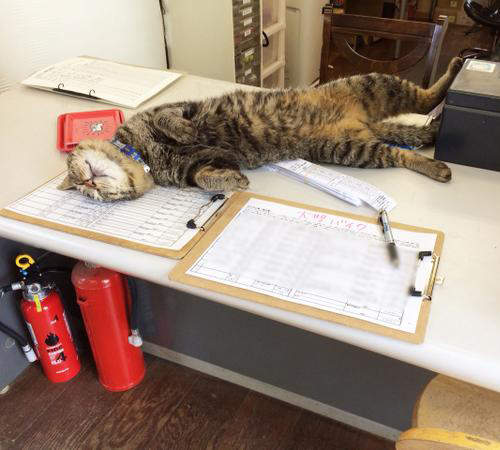 《無力櫃檯貓》完全不想上班的心情我們充分感受到惹wwww