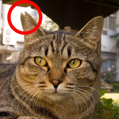 《缺耳貓的秘密》耳朵被剪一角的流浪貓又代表著什麼意思呢? 《缺耳貓的秘密》耳朵被剪一角的流浪貓又代表著什麼意思呢?